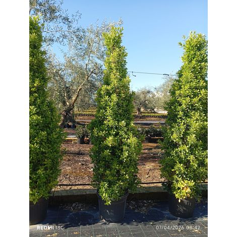 EUONYMUS JAPONICUS PIRAMIDE 50