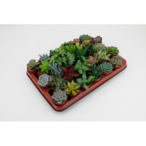 Lot de 30 Plantes Grasses Assorties Succulentes Variées Pot 5,5 cm Hauteur 7 cm - PANGIVO