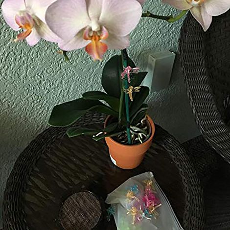 30 pinces à orchidées libellule en plastique, supports pour plantes de jardin, pinces pour tiges de fleurs (1/4)