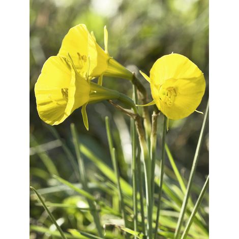 Trompette de la méduse 'Golden Bells' Bulbe calibre 5/6, Calibre 6+ (par 10) (1/2)