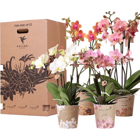 Lot de 4 Orchidées en Pot de 12 cm - Box Surprise de Plantes Fleuries Fraîches du Producteur - PANGIVO (1/5)