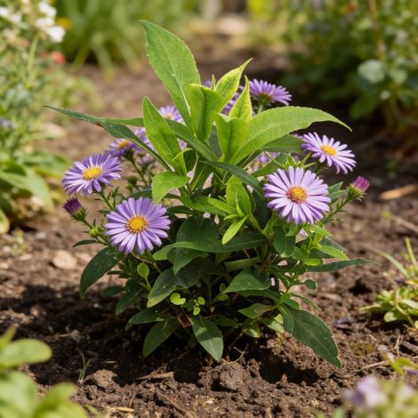 Aster Jenny 20cm Godet 9cm - Aster (1/4)