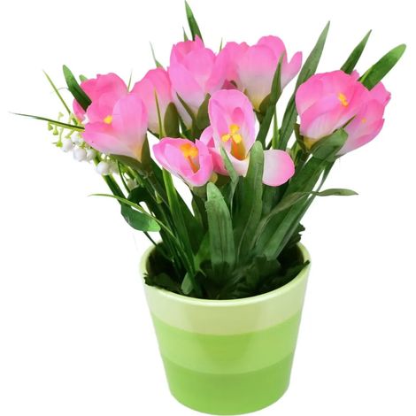 Crocus rose en pot céramique 27×25 cm (1/4)