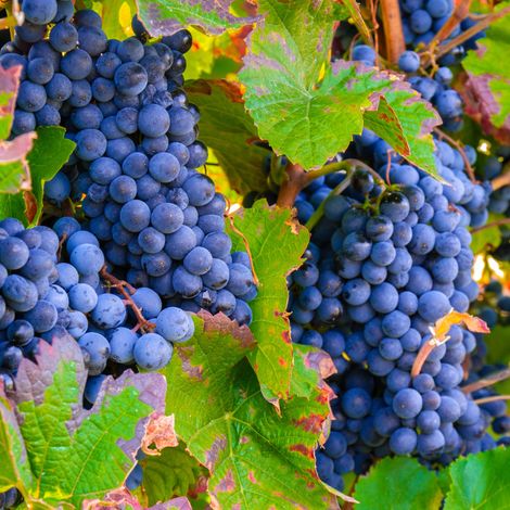 Pied de vigne Nero' Rouge - Vitis vinifera Nero' 120cm (1/2)