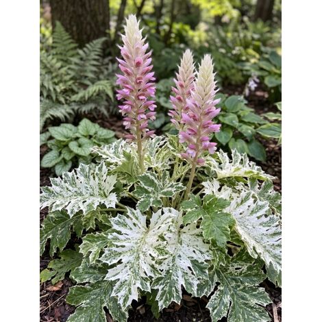 Acanthe 'Tasmanian Angel' Godet de 8/9 cm (1/2)