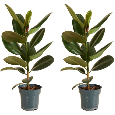 Bloomique - Lot de 2 - Ficus Elastica Robusta - Hévéa - Plante à caoutchouc - Plantes d'intérieur - Purificateur d'air - Très facile d'entretien - Hauteur 50-60 cm - Pot 17 cm