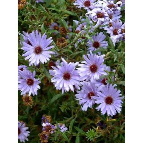 Aster grand d'automne 'Sarah Ballard' Godet de 8/9 cm (1/3)