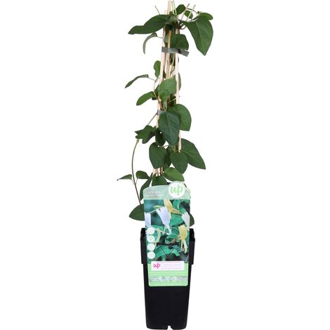 Chèvrefeuille du Japon 'Halliana' Plante Grimpante Parfumée Pot Ø15cm Hauteur 65cm - PANGIVO (1/5)
