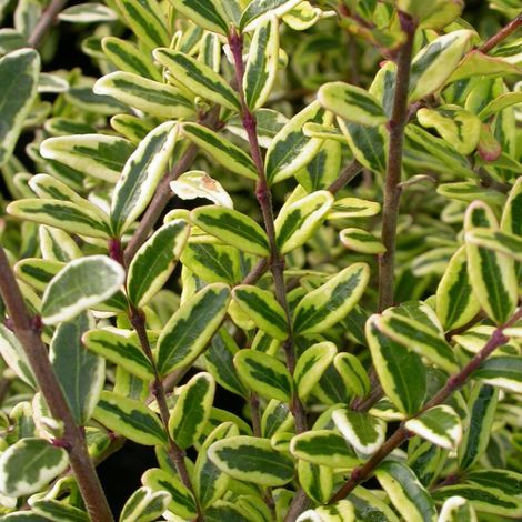 Chèvrefeuille arbustif panaché Lemon Beauty, Lonicera/Pot de 4L - 20/40 cm (1/2)