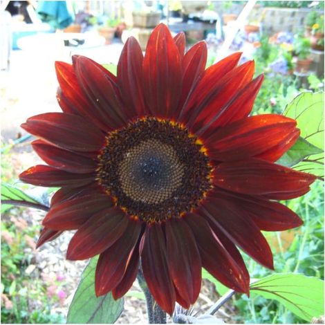 500 pièces Graines Tournesol Rouge Haute Qualité – Moulin Rouge, Jardinage Extérieur, Idéal Fleurs Coupées et Décoration (1/5)