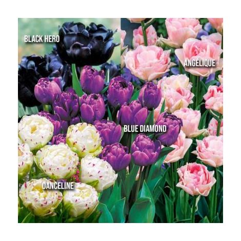OFFRE FABRE : 60 TULIPES DOUBLES HÂTIVES