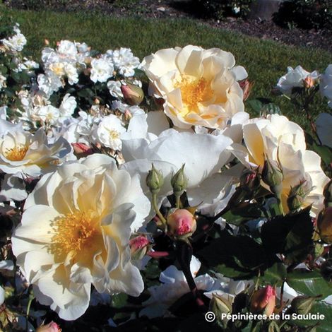 Rosier 'Pénélope'