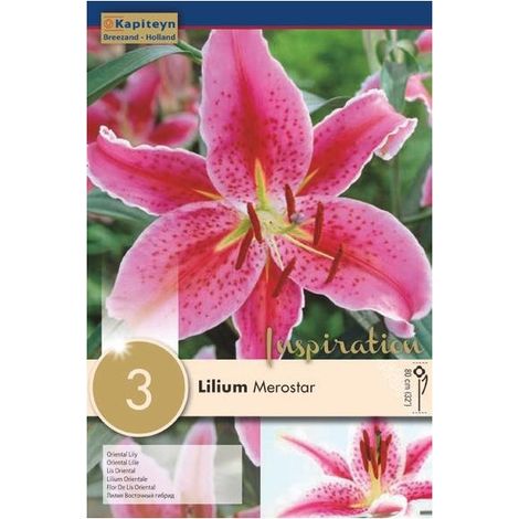 Bulbi di Lilium Merostar confezione da 3 pz