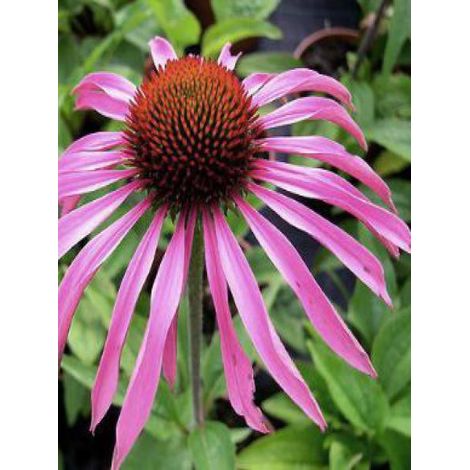 Rudbeckia pourpre 'Maxima' Godet de 8/9 cm