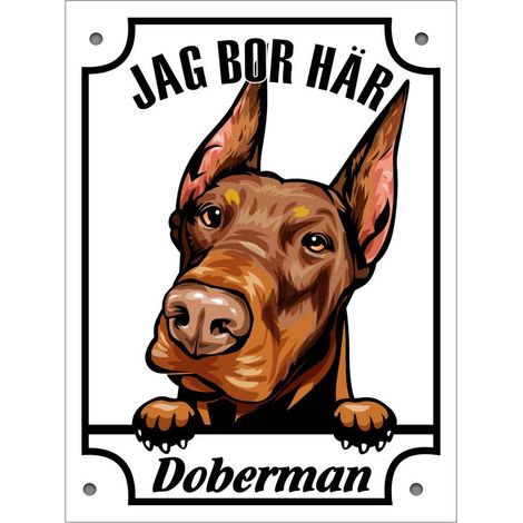 Filiyano-Plaque en métal représentant un doberman qui regarde, blanc. (1/2)