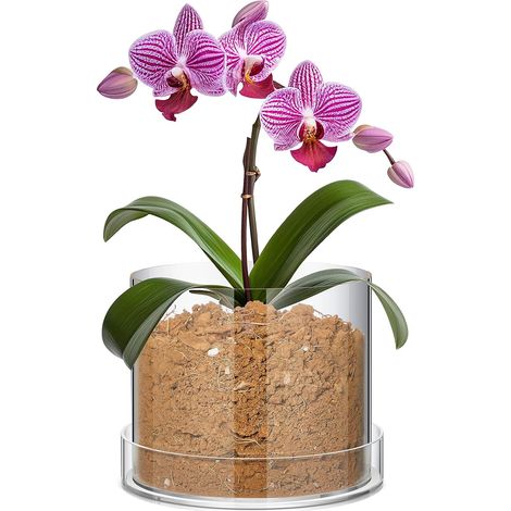 Macetas de acrílico transparente para vivero – Con orificios de drenaje y plato – Perfectas para orquídeas, suculentas, hierbas y cactus – Para interiores