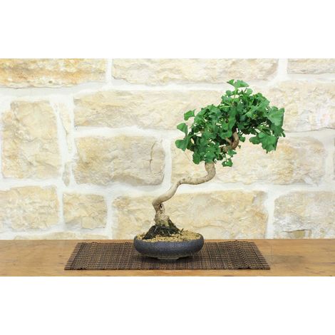 Bonsai di Ginkgo Biloba (15) (1/5)