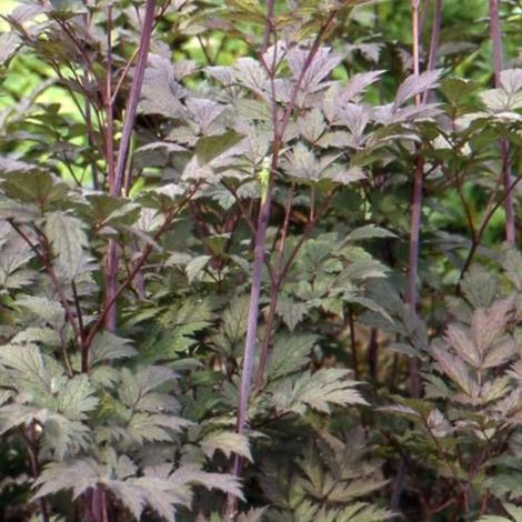 Cierge d'argent Atropurpurea/Lot de 9 godets (1/2)