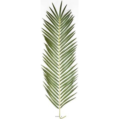 Feuille de palmier Phoenix artificielle en tissu H 87 cm Vert - dimhaut: H 87 cm - couleur: Vert