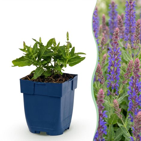 Salvia Nemorosa Sense Deep Blue Sauge Vivace Violette - Lot de 24 Plantes - Pot de 11cm - PANGIVO (1/5)