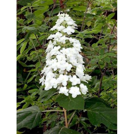 Hortensia à feuilles de chêne 'Snow Queen' Pot de 2L/3L (1/3)
