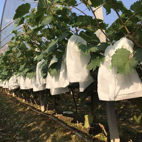 100 Stück Garten-Trauben-Fruchtschutzbeutel Obstwald Gemüse