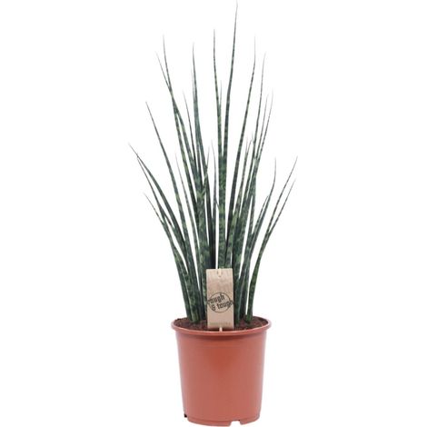 Sansevieria Fernwood Mikado Plante d'Intérieur Langue de Belle-mère Ø19cm Hauteur 80cm - PANGIVO (1/4)