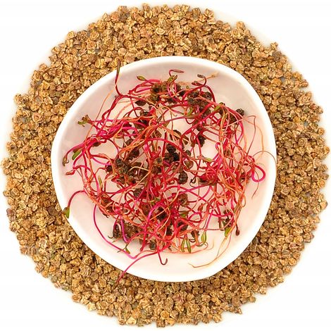 Barbabietola 250 g - semi da germogliare (1/5)