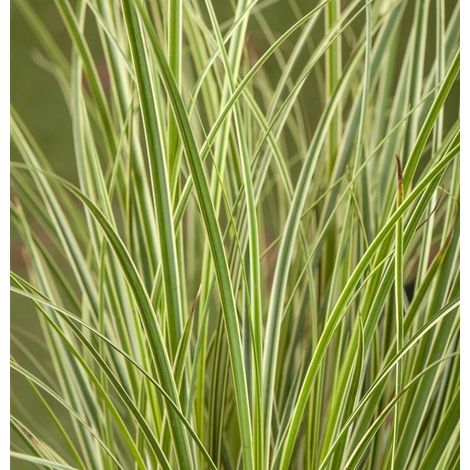 CAREX SNOWLINE IN VASO DA 12CM