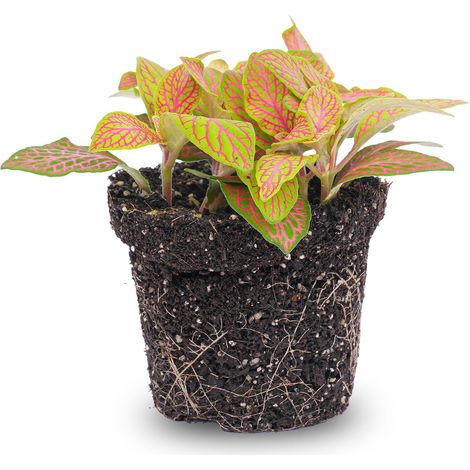 Fittonia 'Ruby Lime' Plante d'Intérieur Mosaïque Rouge et Vert - Pot de 8 cm - PANGIVO (1/3)