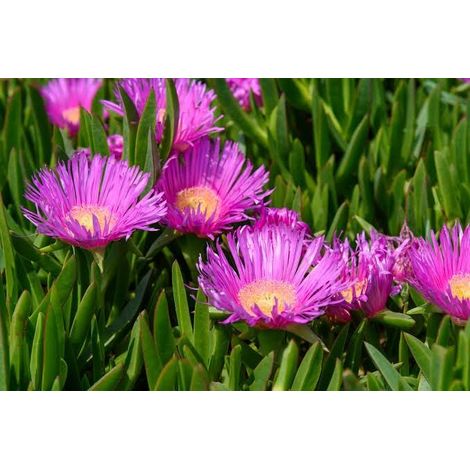 Carpobrotus edulis 2 talee/cuttings (pig plant) rosa/pink