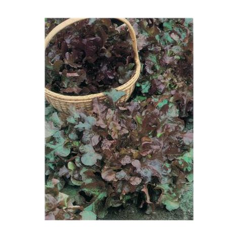LAITUE RED SALAD BOWL - 3 G