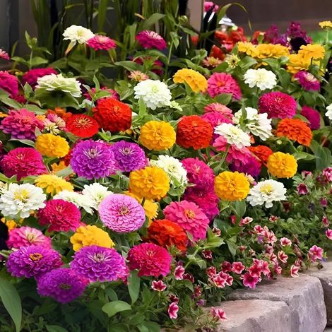 Gemischte Blumensamen 1200 Stück – 4er-Pack Dahlien & Zinnien, Strahlende Blüte, Außenaussaat (1/4)