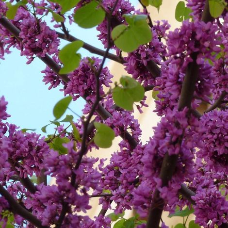 Cercis, Gainier silicastre, arbre de judée/Pot de 10L (1/5)