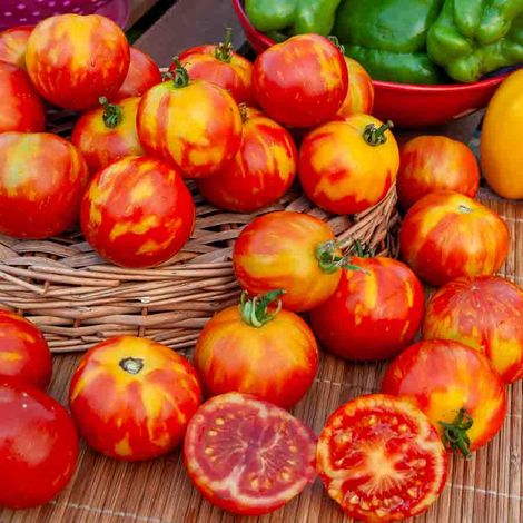 Tomate Tigerella Bicolore - BIO Vilmorin (1/2)