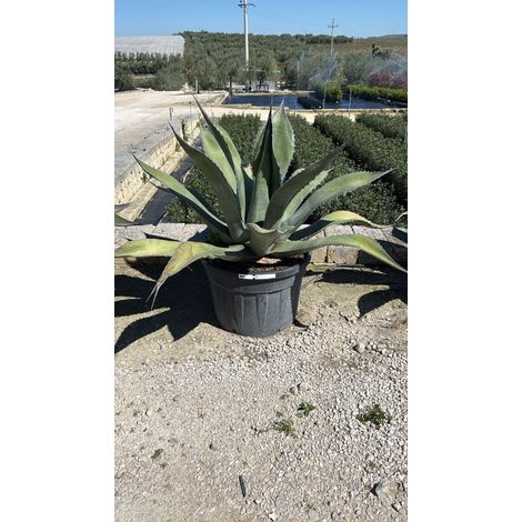 Agave Salmiana Pot 70 cm Plante Grasse Résistante à la Sécheresse (1/4)