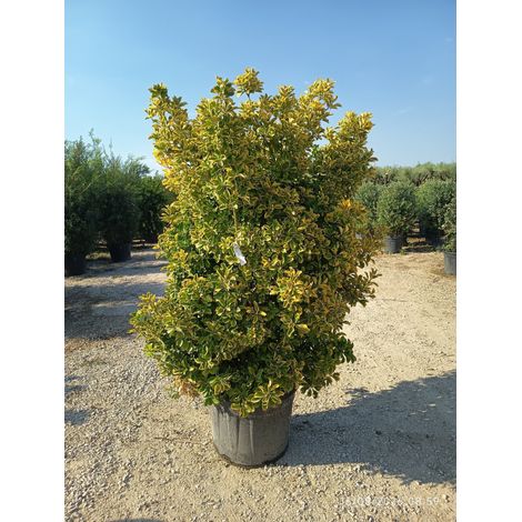 EUONYMUS JAPONICUS CESP.60 AUREA (E.Q.)