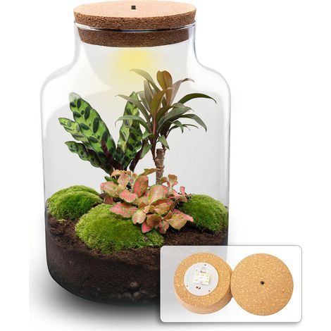 Terrarium de Plantes DIY Écosystème Fermé avec Éclairage LED Milky Palm Ø 21 x 30 cm - PANGIVO (1/4)