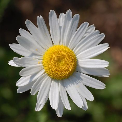 4 x Marguerite commune - Leucanthemum vulgare  - godet 9x9 cm
