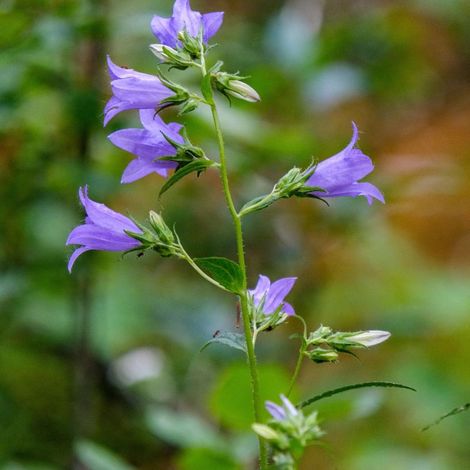 3 Centaurées de Perse (Centaurea dealbata)