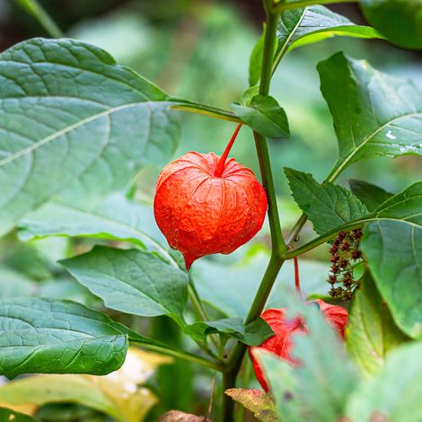 Amour en cage - Physalis franchetii Godet de 8/9 cm (1/5)