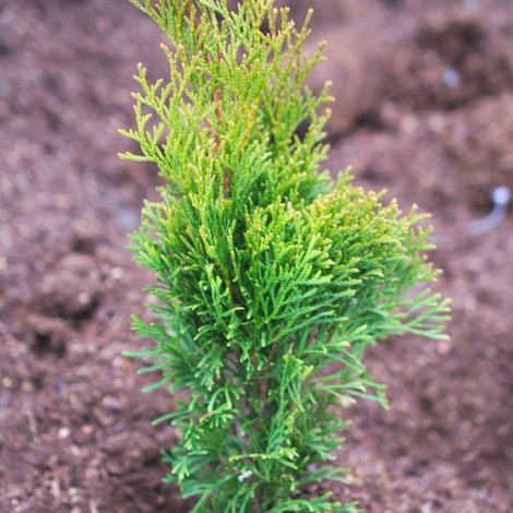 Thuya du Canada Emeraude, Thuja occidentalis/Pot de 4L - 40/60 cm