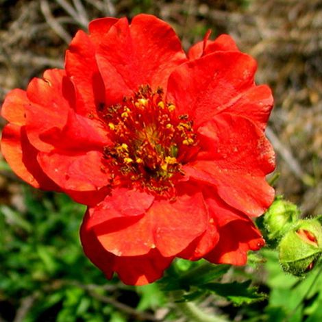 4 x Benoîte  - Geum chiloense 'Mrs Bradshaw'  - godet 9x9 cm