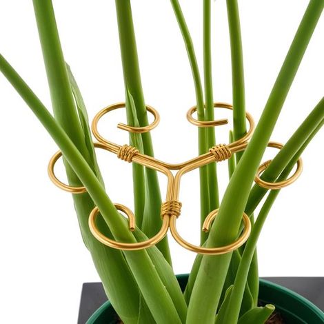 4 teilige Monstera Stützen aus Eisen einzigartig designte Pflanzenstäbe für Zimmerpflanzen, stabile Stützen und Stäbe, Bambusklammern in Schildpa (1/5)
