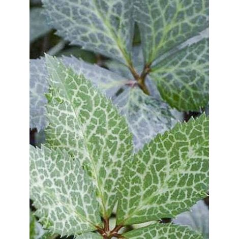 Hellébore 'Magic Leaves' Pot de 2L/3L (1/3)