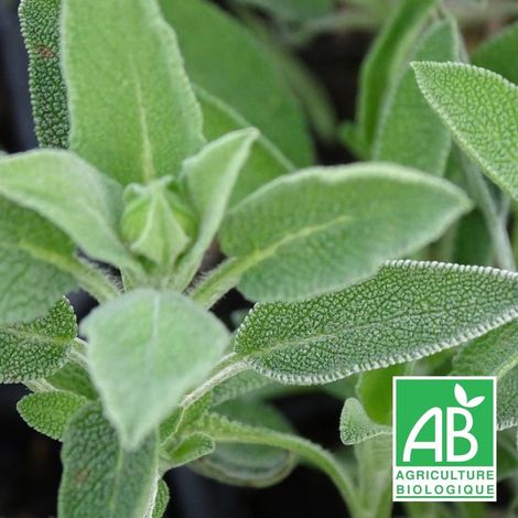 Sauge officinale BIO/Godet