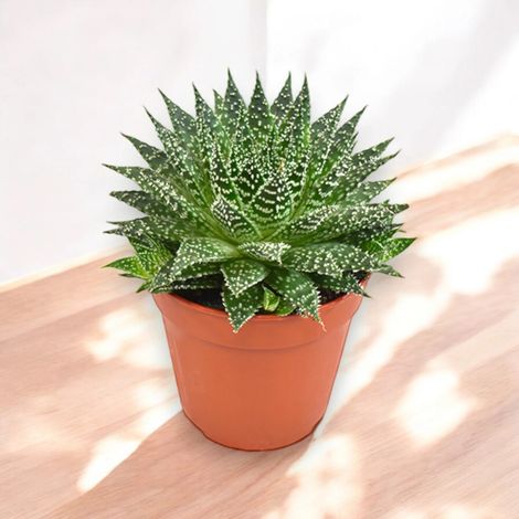 Gardenaria Aloe safari Zambezi - Pianta da interno ornamentale - Altezza: 15 cm (vaso 12) (1/3)