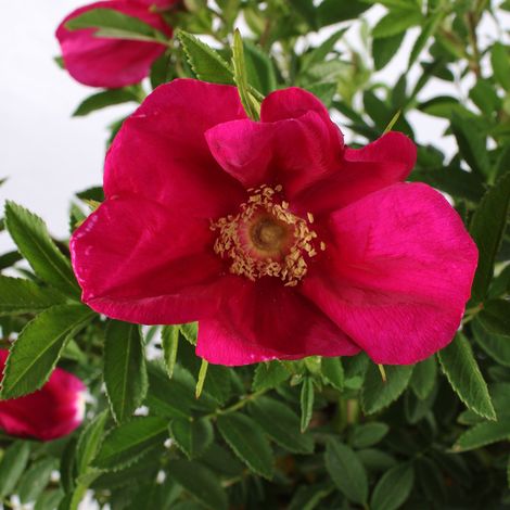 1 PIANTA DI ROSA RUGOSA STRANDPERLE VASO 18CM