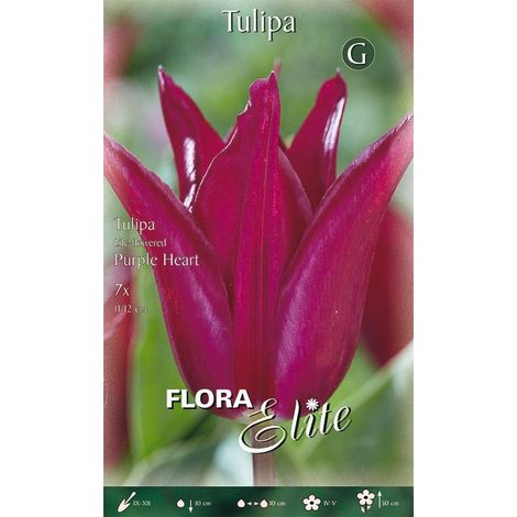 Bulbi di Tulipano Fiore di Giglio Purple Heart 7 Bulbi