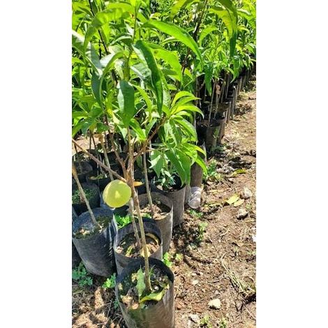 1 plant/tree (approx 1m) - Prunus persica (ice